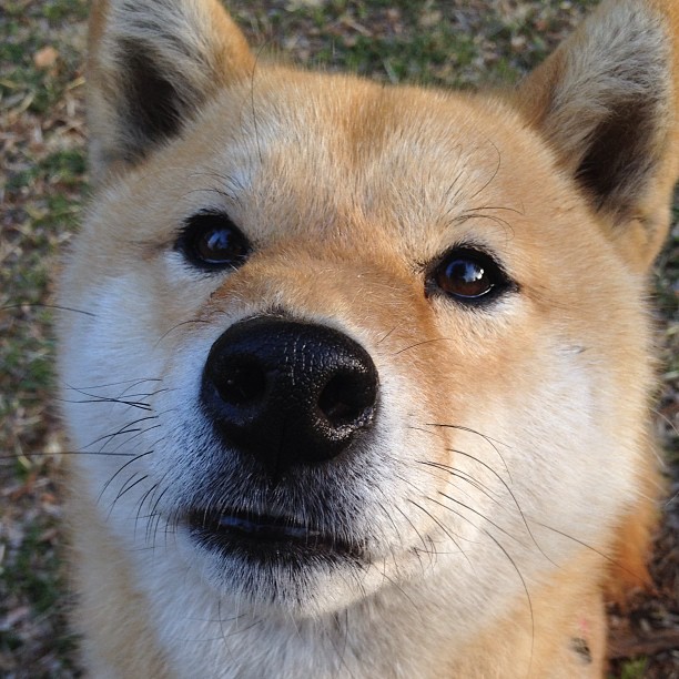 世界杯外卡赛:黑马球队力挫强敌,世界赛外卡赛